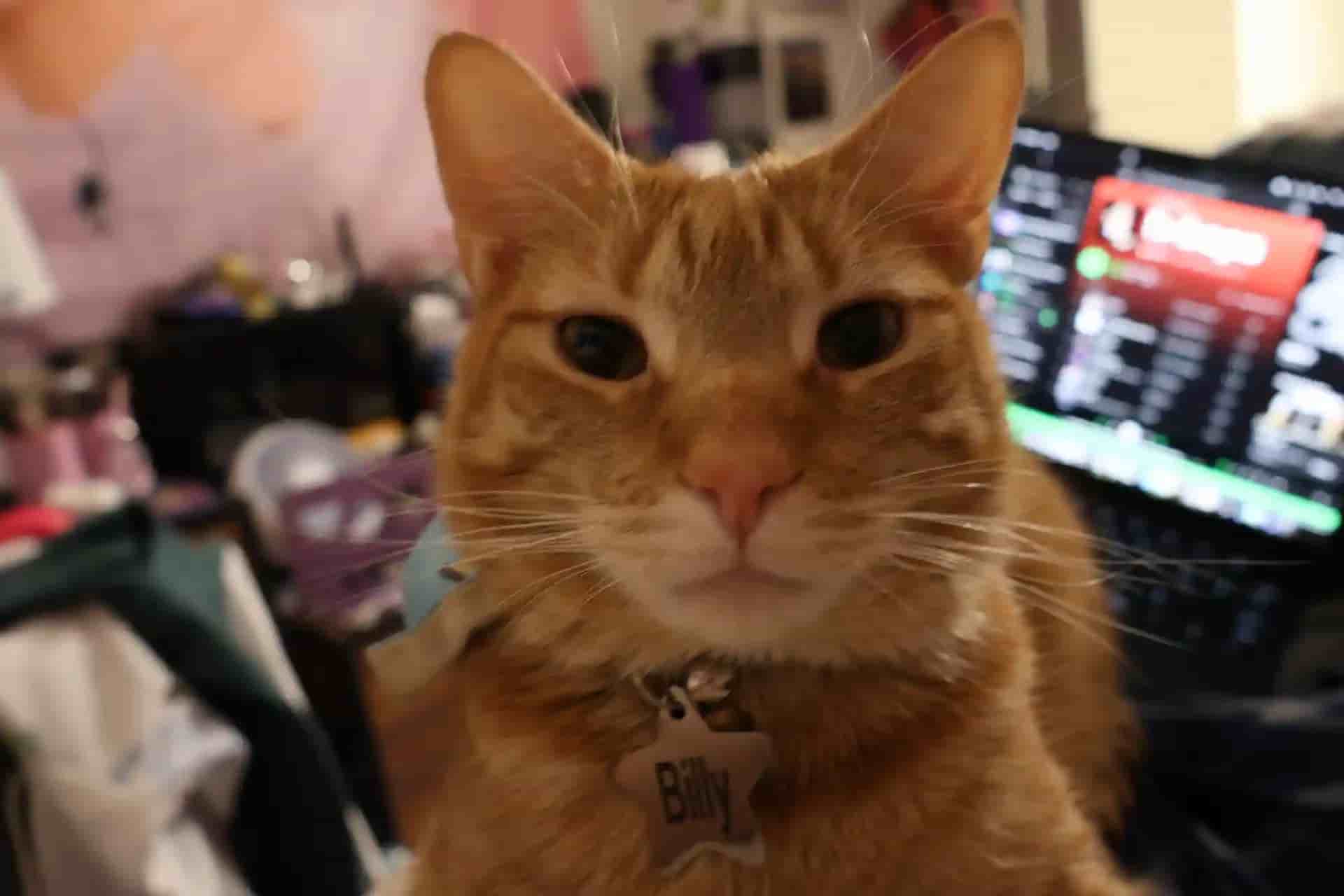 Photo of my cat, Billy!